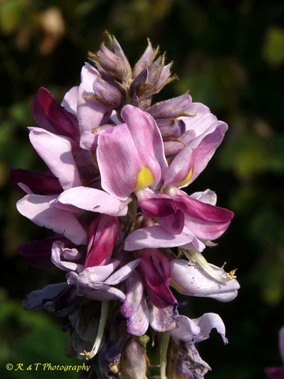 {Pueraria montana var. lobata}